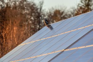 efficacité des panneaux solaires